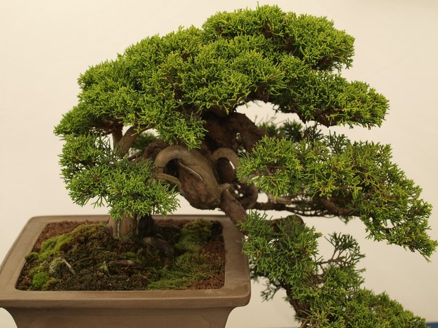 bonsai-2699894_1920.jpg