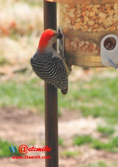 Red-Bellied Woodpecker PFW17.jpg