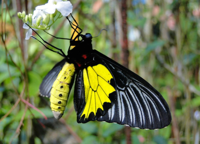 butterfly garden in bohol2.png