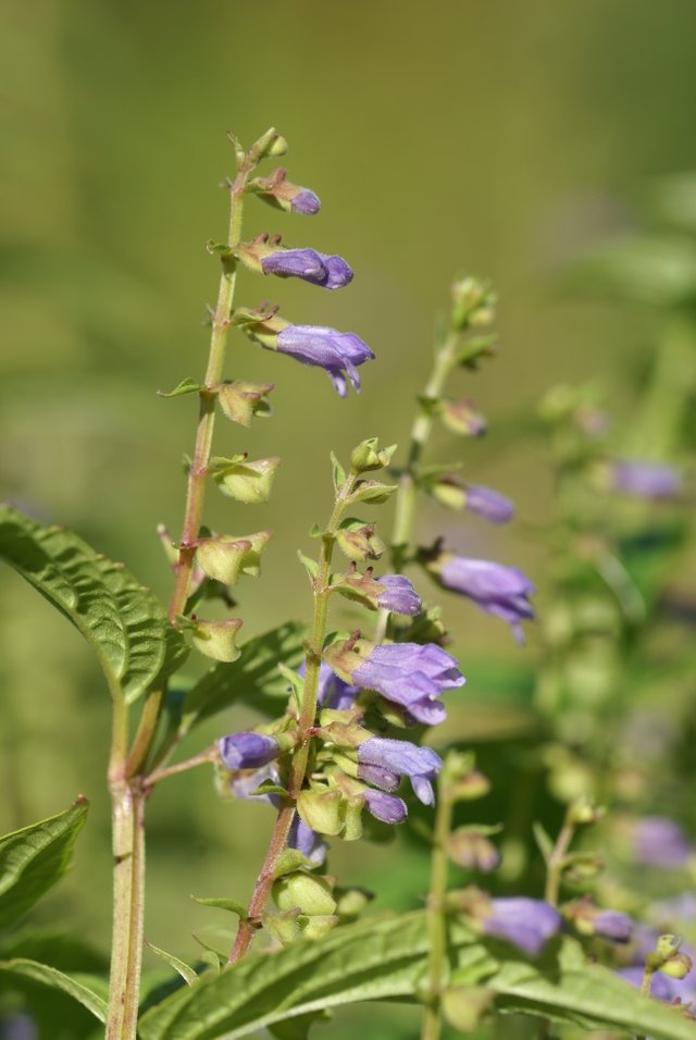 Scutellaria_lateriflora_01.JPG