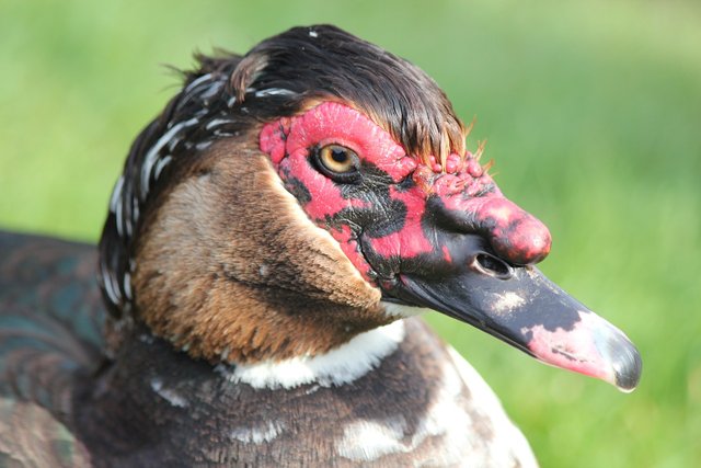 muscovy-4289241_1280.jpg