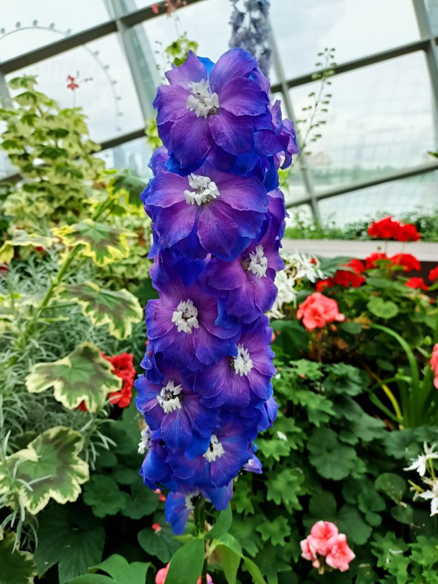 1 Delphinium elatum.jpg