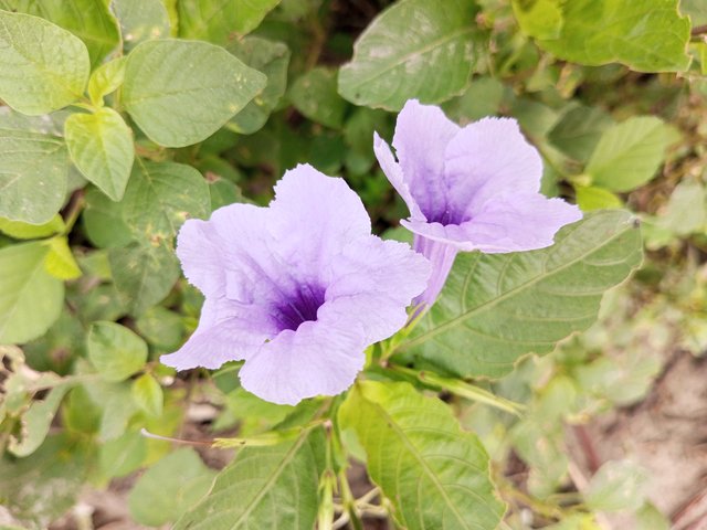 IMG_20250812_073519_028.jpg