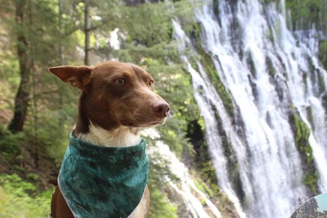 dog in fronty of waterfalll.jpg