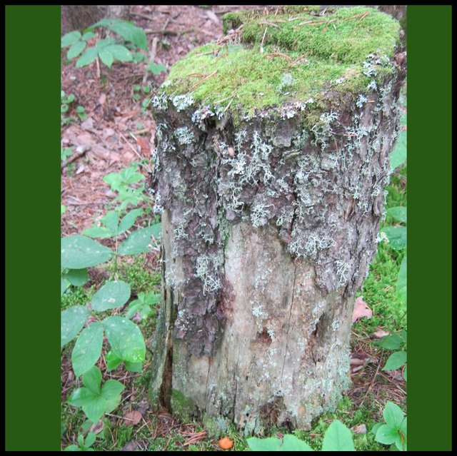 moss and lichen covered stump with tiny round orangy brown mushroom at base.JPG