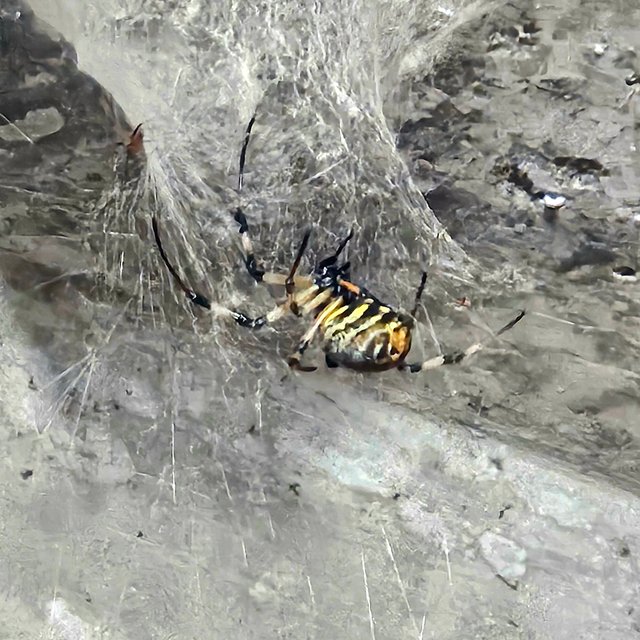 Picture of a Brazilian spider