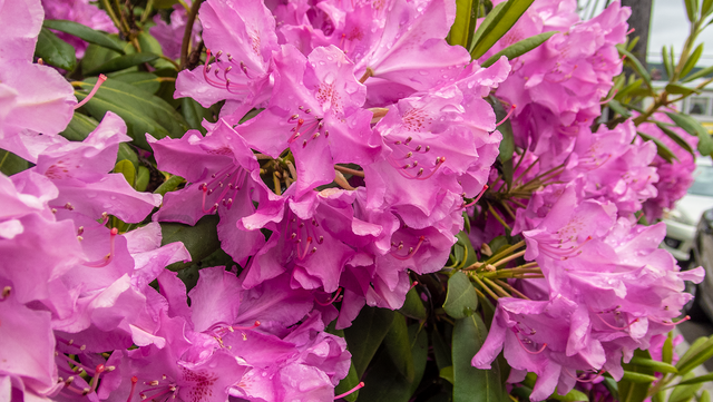 Rhododendrons small.png