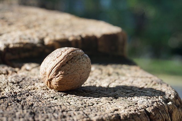 Walnut Closeup 02 s.jpg