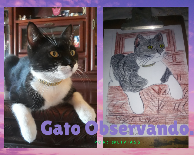 Gato Observando..png