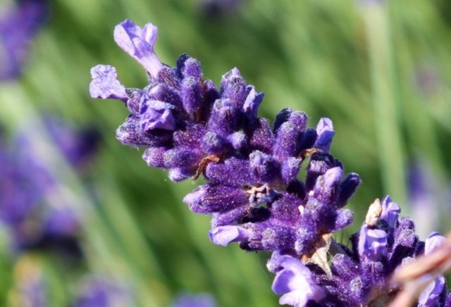 0282-Lavender.jpg