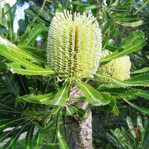 saw_banksia_flowers_cropped.jpg