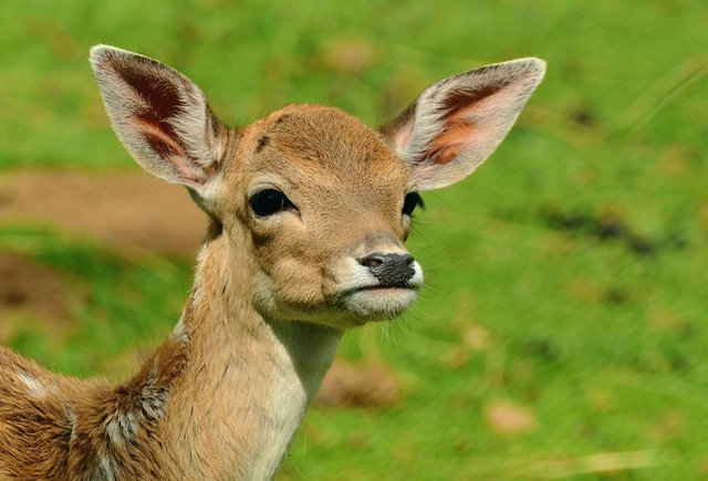 roe-deer-1586373_1280.jpg