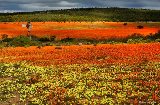 Namaqualand.jpg