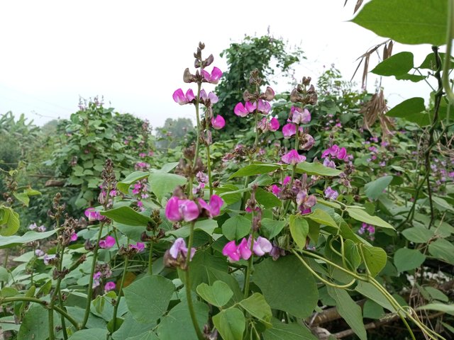 IMG_20241230_165918_151.jpg