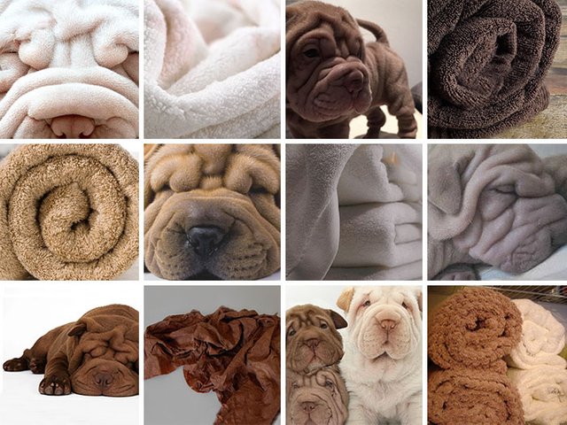 dog-food-comparison-bagel-muffin-lookalike-teenybiscuit-karen-zack-71__700.jpg