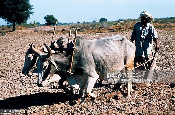 farmer-using-a-plow-drawn-by-oxen-india-picture-id647347225.jpg