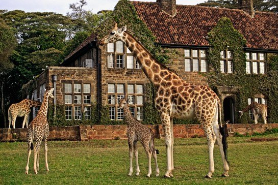 kenya_giraffe_manor_1.jpg