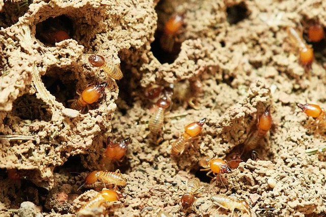 termites-3367350__480.jpg