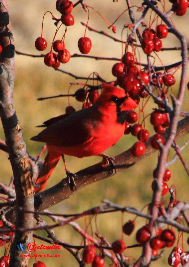 Northern Cardinal IMG_0269.JPG