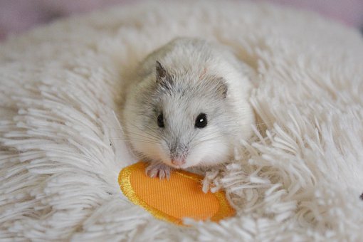 hamster-4323773__340.jpg