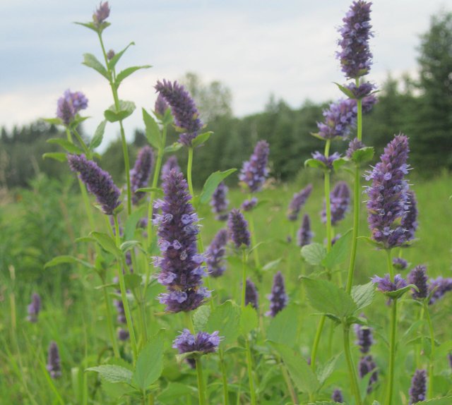 hyssop in group with closeup.JPG