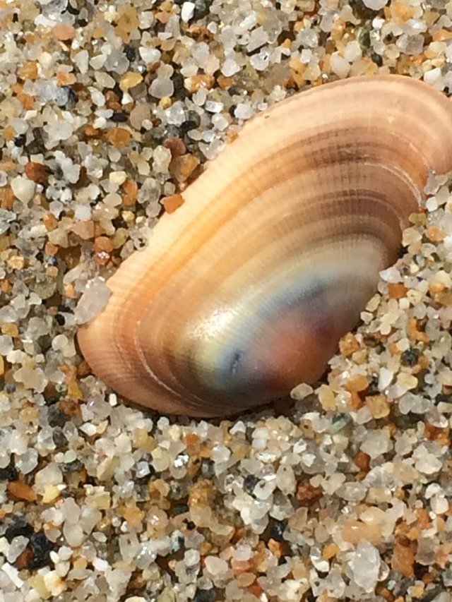 beach shell sand.jpg