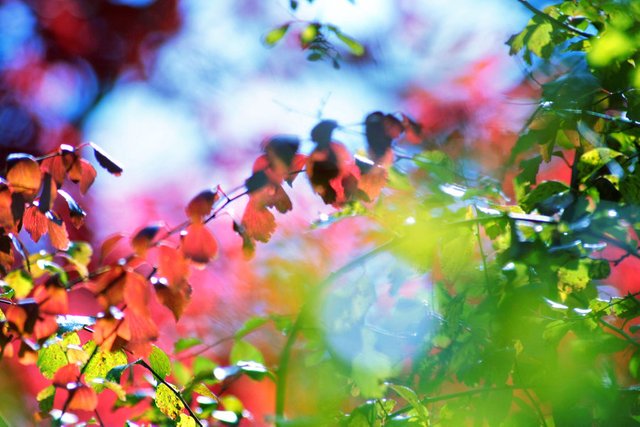 nature_color_blast_wallpaper_by_dyingbeautystock.jpg