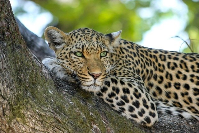 leopard-515509_640.jpg