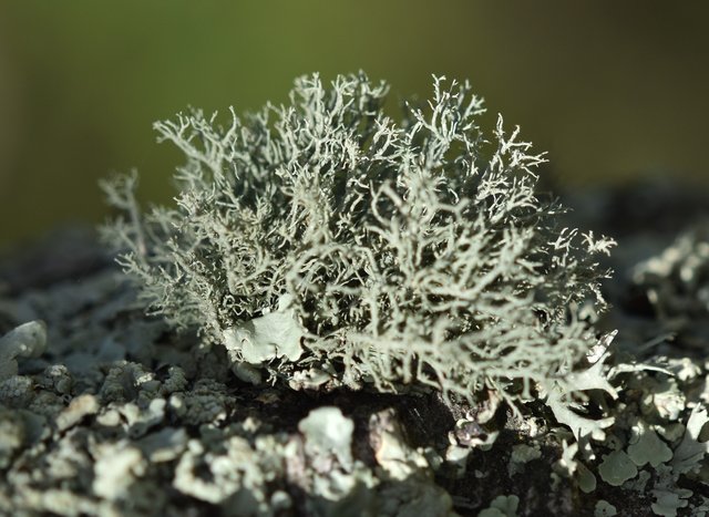 lichen green macro 1.jpg