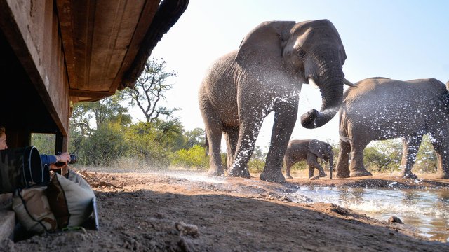 mashatu-game-reserve-botswana-safari-elephants.jpg