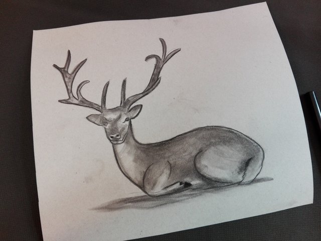 deerdrawing(5).jpg