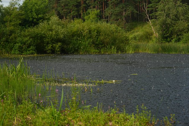 DSC01481.jpg