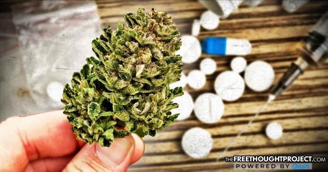 cannabis-opioids-696x366.jpg