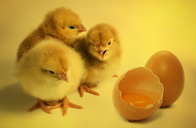 chicks-2965846_640.jpg