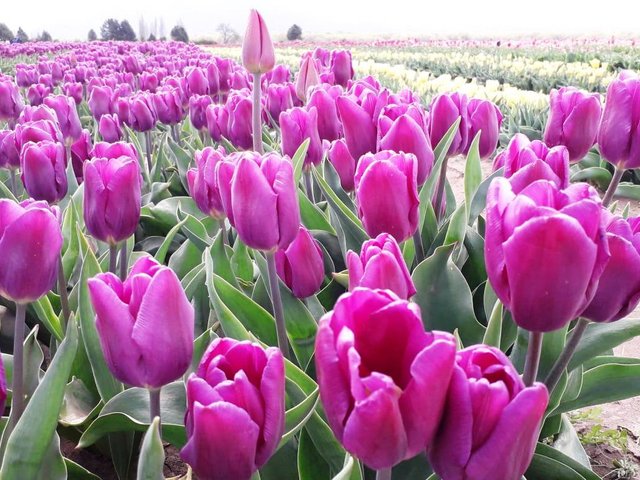 tulipanes1.jpg