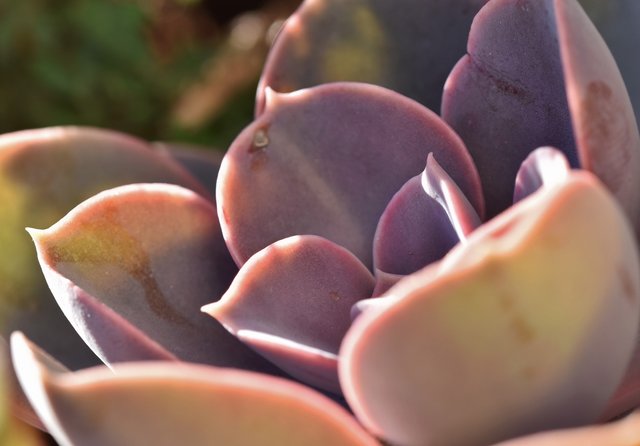 Echeveria Perle von Nurnberg 2.jpg