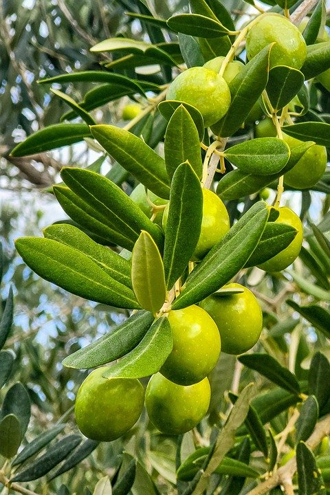 olive-7486984_960_720.jpg