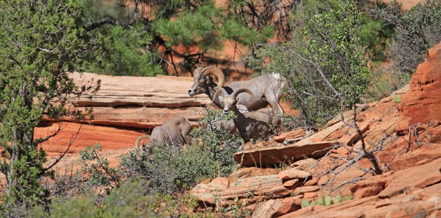 USA-zion-wild-life-01.jpg