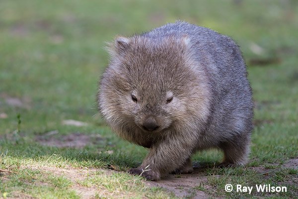 wombat rennend.jpg