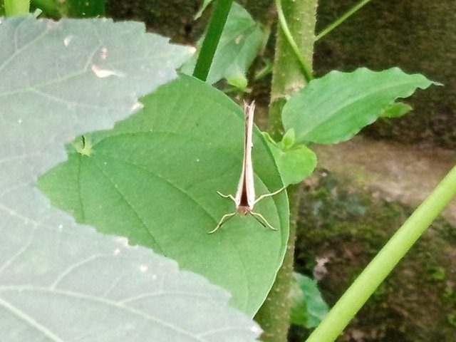 প্রজাপতি (5).jpg