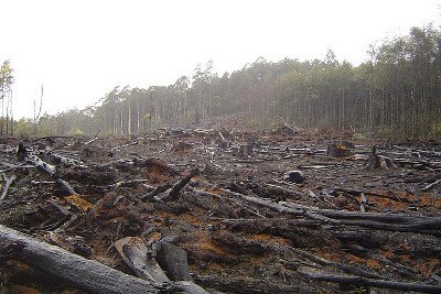 Effects-of-Deforestation.jpg