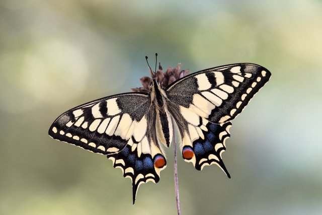 Schwalbenschwanz (Papilio machaon)_CI4A1141.jpg