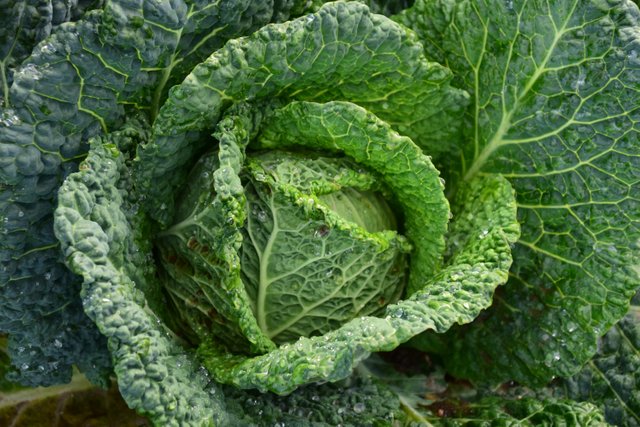 agriculture-cabbage-close-up-209482.jpg