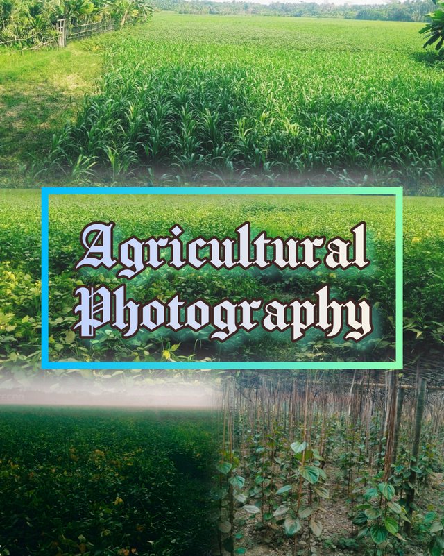 InShot_20250928_174133357.jpg