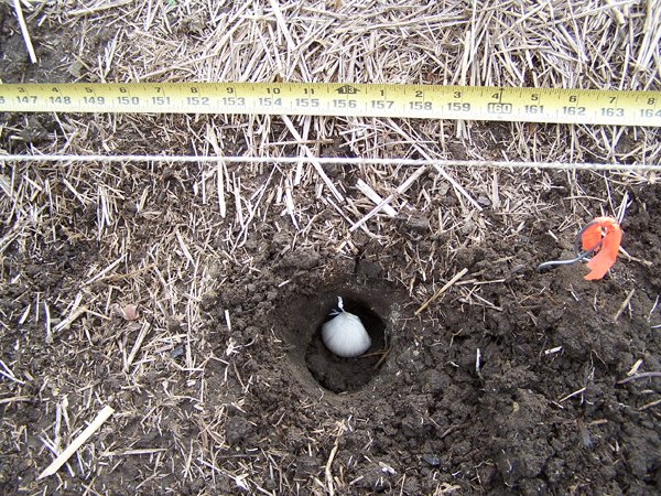 Garlic - clove in hole crop Oct. 2018.jpg