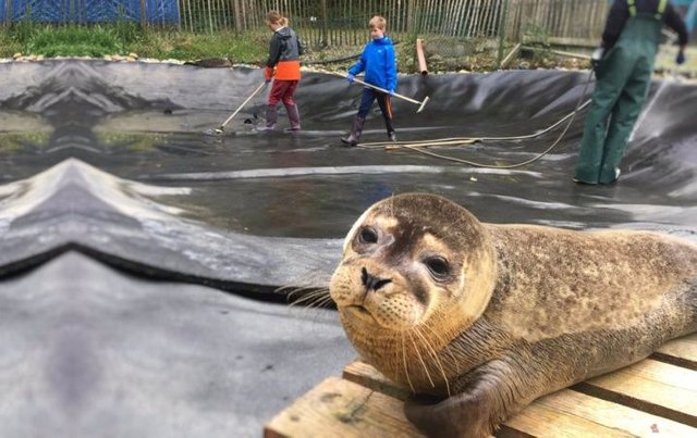 focas-01_1.jpg_793492074.jpg