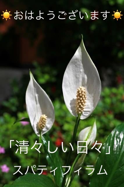 スパティフィラムの花言葉 Steemit