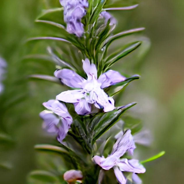 5 different images of the flower Rosemary (5).png