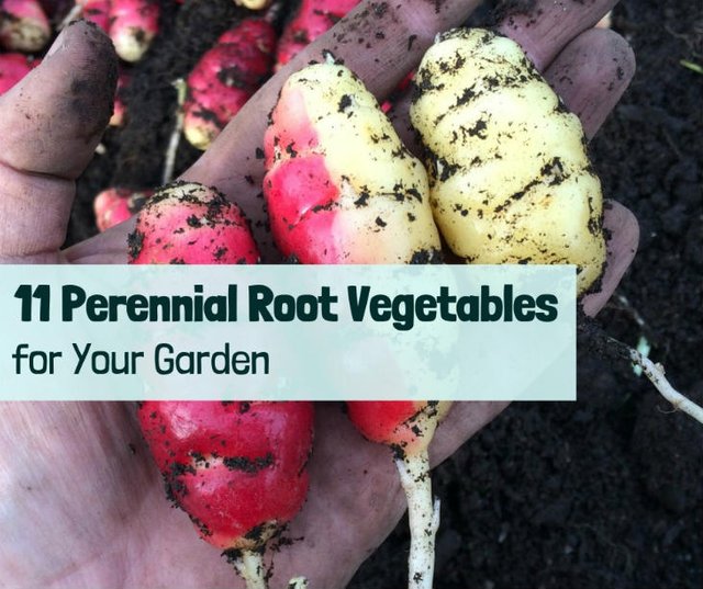 perennial-root-vegetables-featured.jpg
