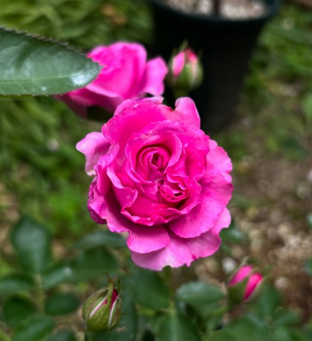 IMG_20250602_162744.jpg